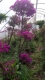 云南紫安格斯 三角梅  老桩造型 爬藤 一物一拍