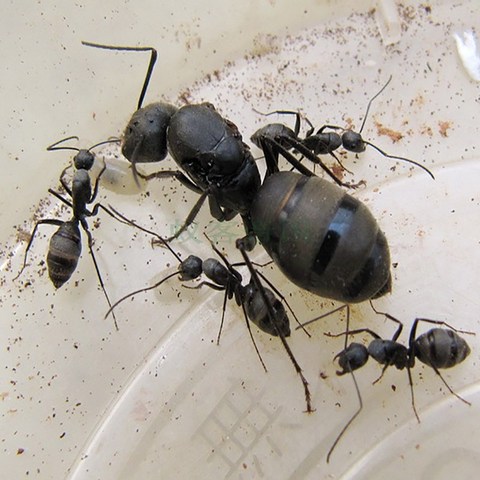 宫殿别墅 宫殿工坊宫殿蚂蚁 宫殿蚂蚁 宫殿专用宫殿巢庄园蚁后1只