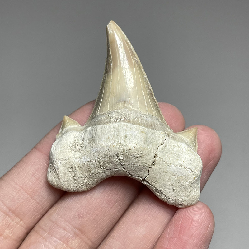 中号天然摩洛哥鲨鱼牙齿化石原石巨齿鲨diy个性饰品教学科普认知