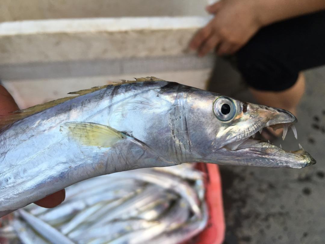 闽南台湾海峡天然海域野生黄嘴带鱼450g