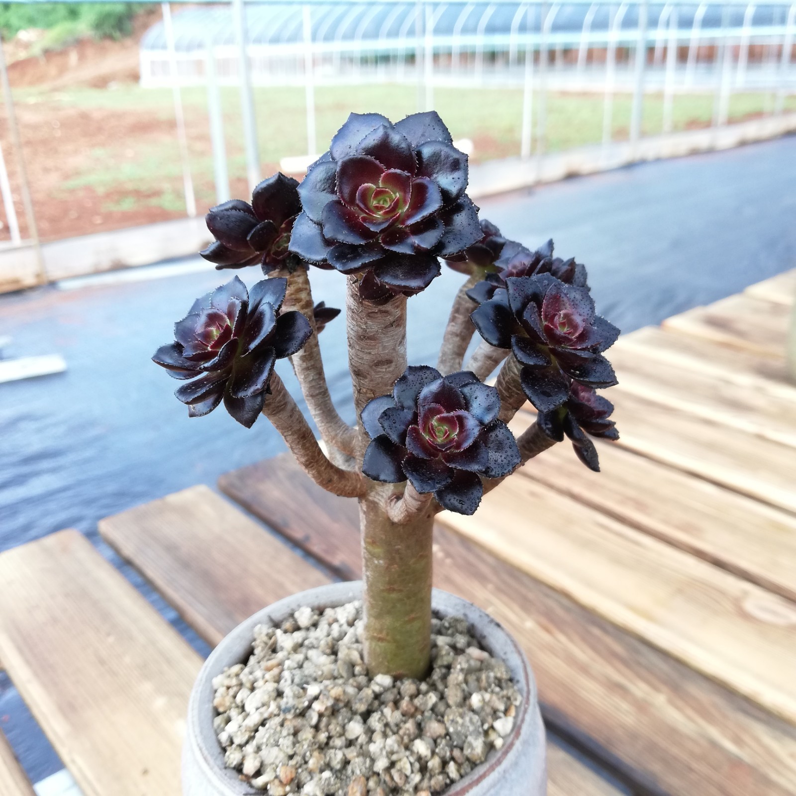 热销多肉老桩一物一拍云南