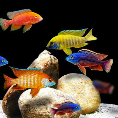 入门热带观赏鱼小型三湖慈鲷非洲王子阿里雪中红血艳红雪雕合集