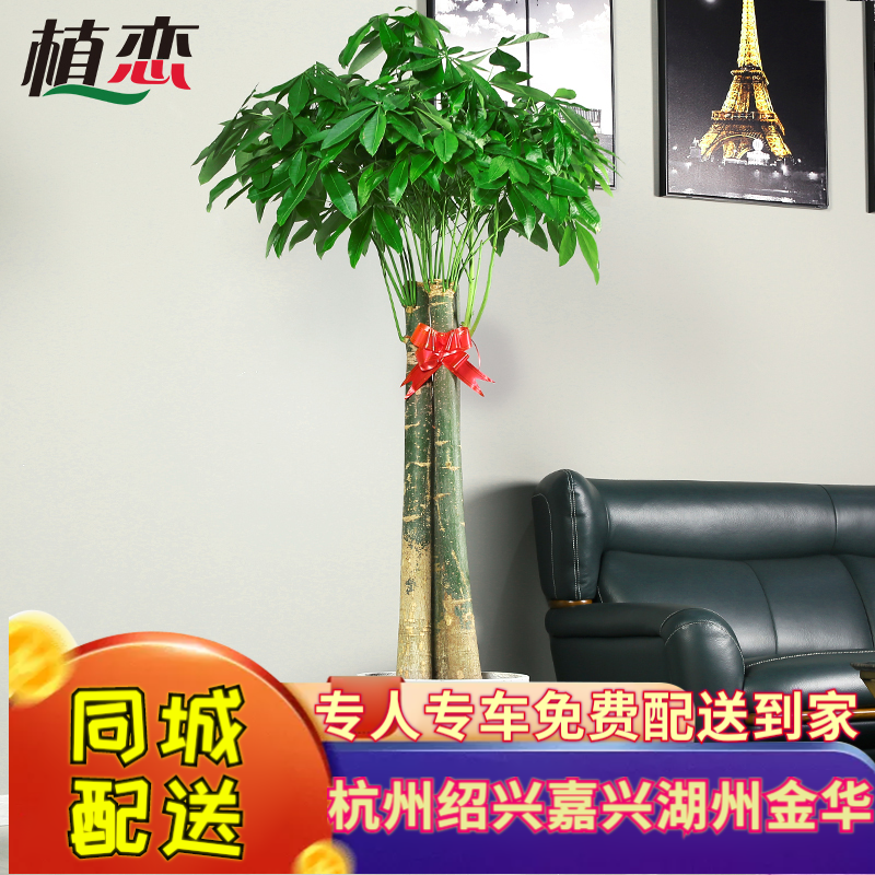 新客减三杆发财树大型盆栽绿植绿色植物办公室客厅开业送礼杭州湖