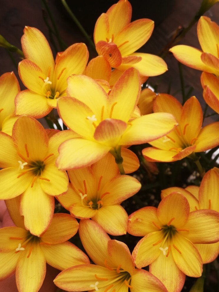 四季可种耐热好养 风雨兰z.kings ranson国王的赎金|宜盆栽花卉