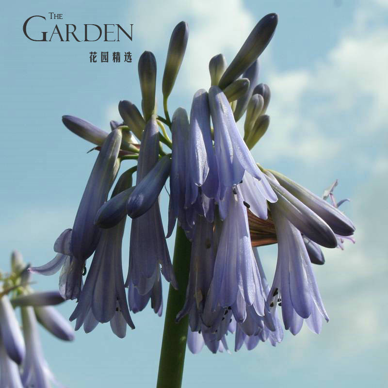花园精选百子莲花园Agapanthus Sky天空垂花型一加仑盆栽多年生|ruв категории доставка цветов/цветок моделирования/растения садоводства, садовое растение/даосское дерево/фруктовых деревьев, корень/почвопокровные растения - от Buy2taobao.com для оказания профессиональной услуги покупки агента Taobao