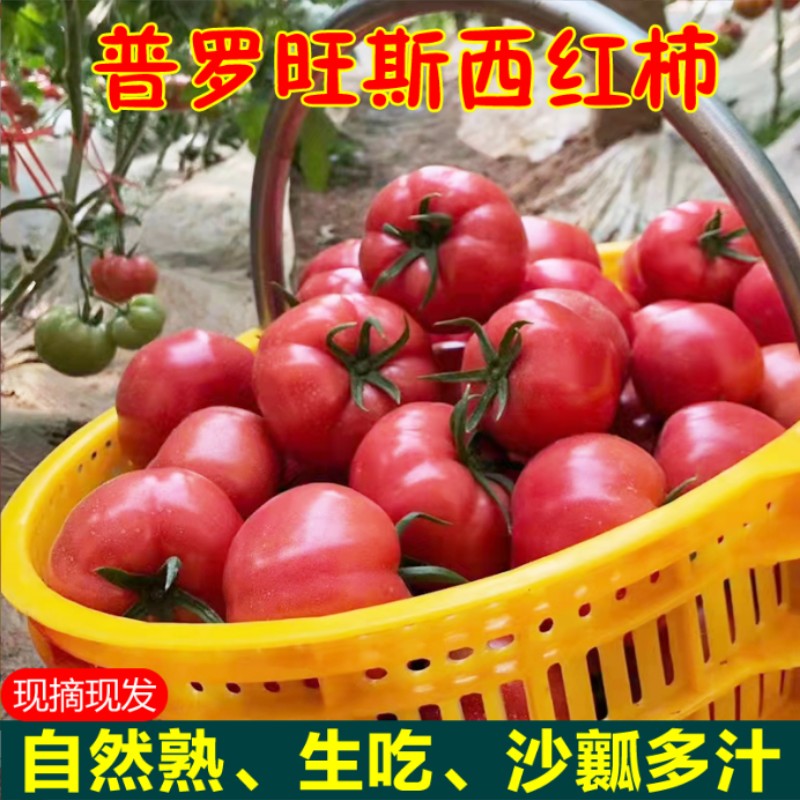 陕西泾阳普罗旺斯水果西红柿5斤包邮新鲜生吃自然熟孕妇沙瓤番茄