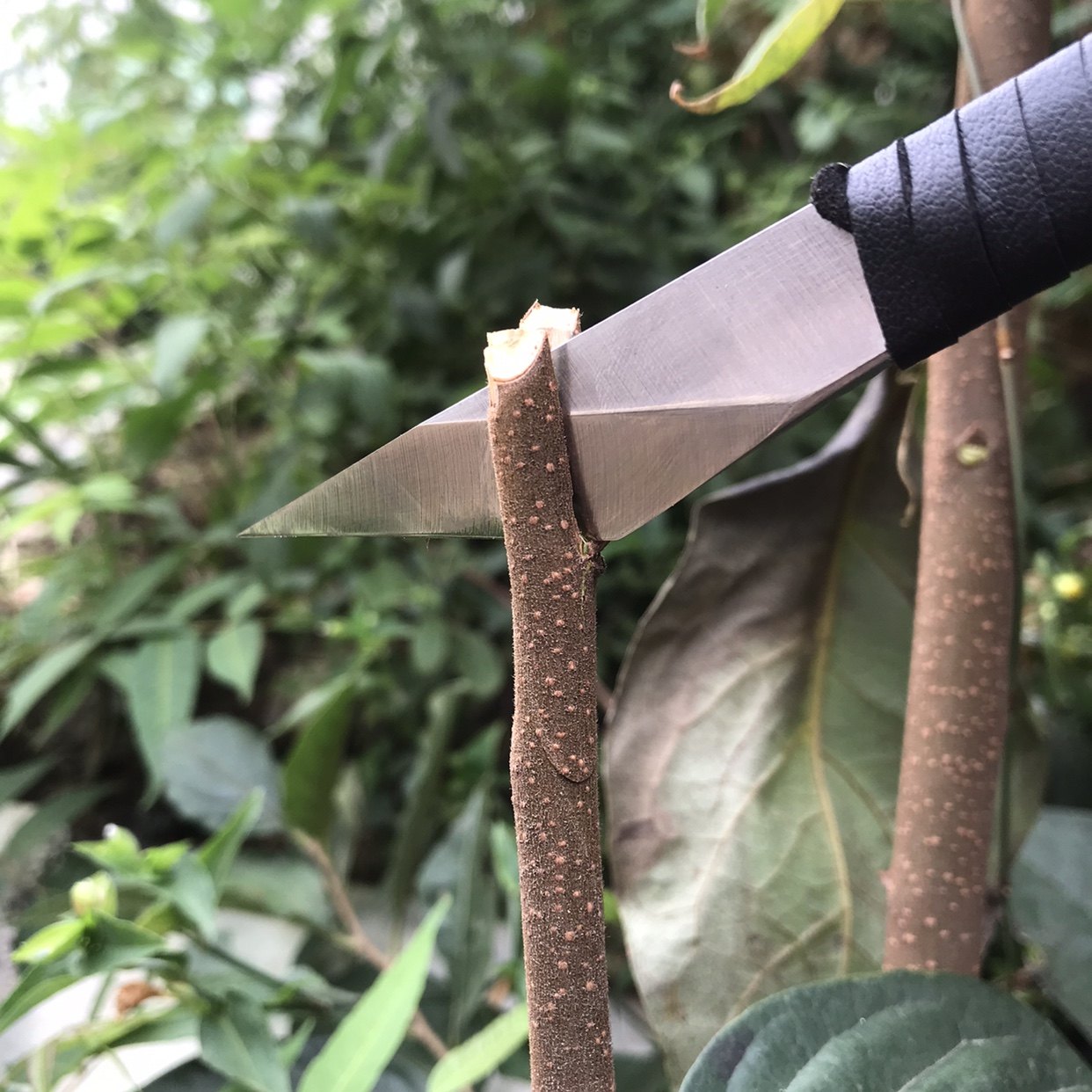 嫁接刀果树专用芽接日本进口特种钢青钢锋钢削木工具园艺特级定做