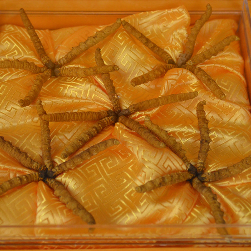 方回春堂天材地宝之虫草王 野生特级12号20克