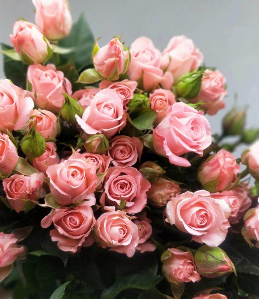 温柔水晶浪漫爱人多头玫瑰粉色切花玫瑰直立性好阳台庭院盆栽花苗