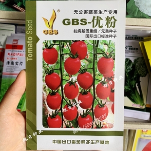 GBS优粉小番茄种子千禧圣女果西红柿露地春秋四季蔬菜水果种籽