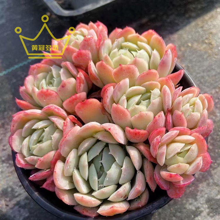 胭脂贝瑞 群生多头老桩多肉植物韩国大棚直销满35包邮