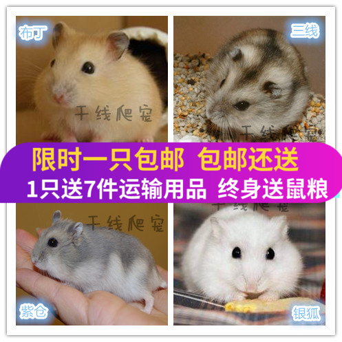 包邮买1送7特价宠物小仓鼠活物活体宝宝三线银狐布丁紫仓包活