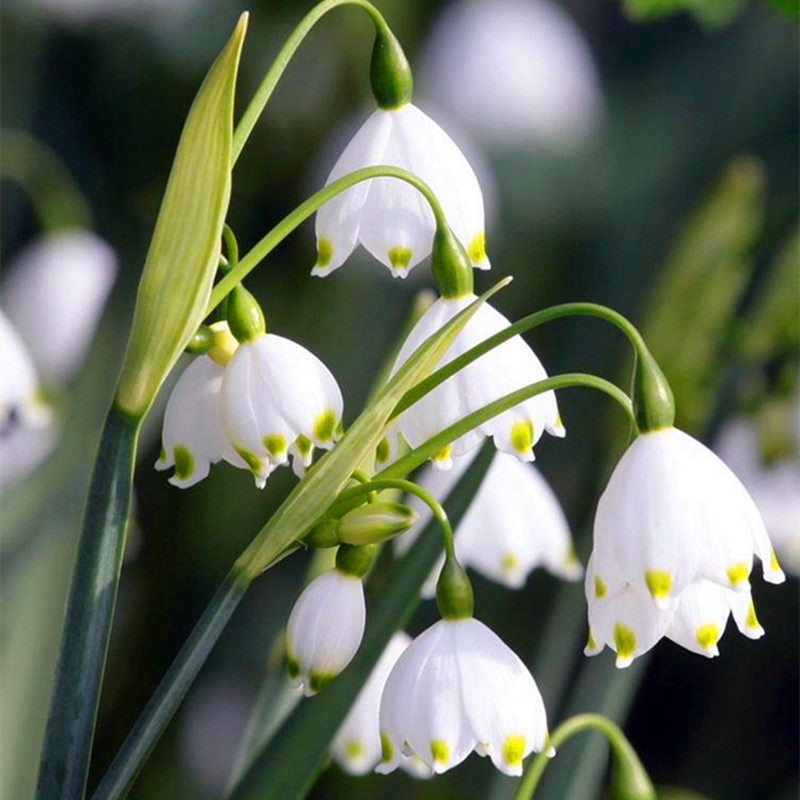 3颗雪片莲种球根苗进口耐寒雪滴花多年生耐寒当年开花盆栽庭院阳