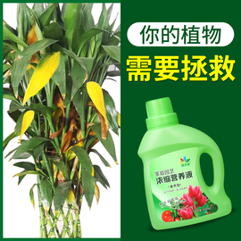 植物营养液花肥通用型盆栽绿萝专用复合肥料土水培多肉花卉有机肥