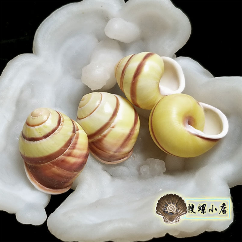 2厘米左右黄金小不点巴蜗牛/深条纹空壳标本/随机发一个