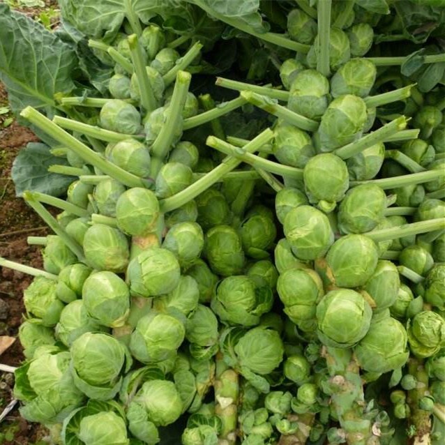 抱子甘蓝种子蔬菜种子四季孢子甘蓝种子小甘蓝种子菜种籽秋冬季