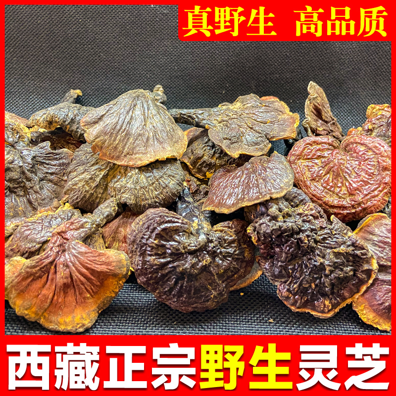 西藏野生灵芝赤灵芝野生平盖灵芝干货紫灵芝林芝野生灵芝片礼盒装|msdalam kategori makanan berkhasiat tradisional, Ganoderma, Pemangkasan Ganoderma lucidum - dari Buy2taobao.com untuk memberikan perkhidmatan ejen Taobao profesional membeli