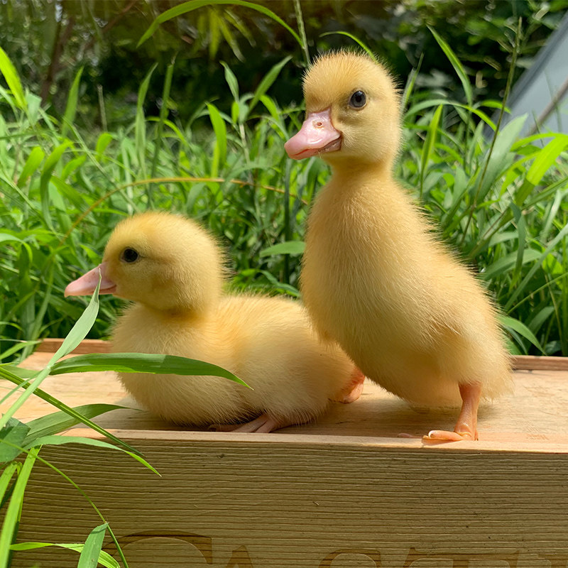 小鸭子活宠物柯尔鸭活宠物可达鸭活宠物活的真小鸭子宠物幼崽活苗