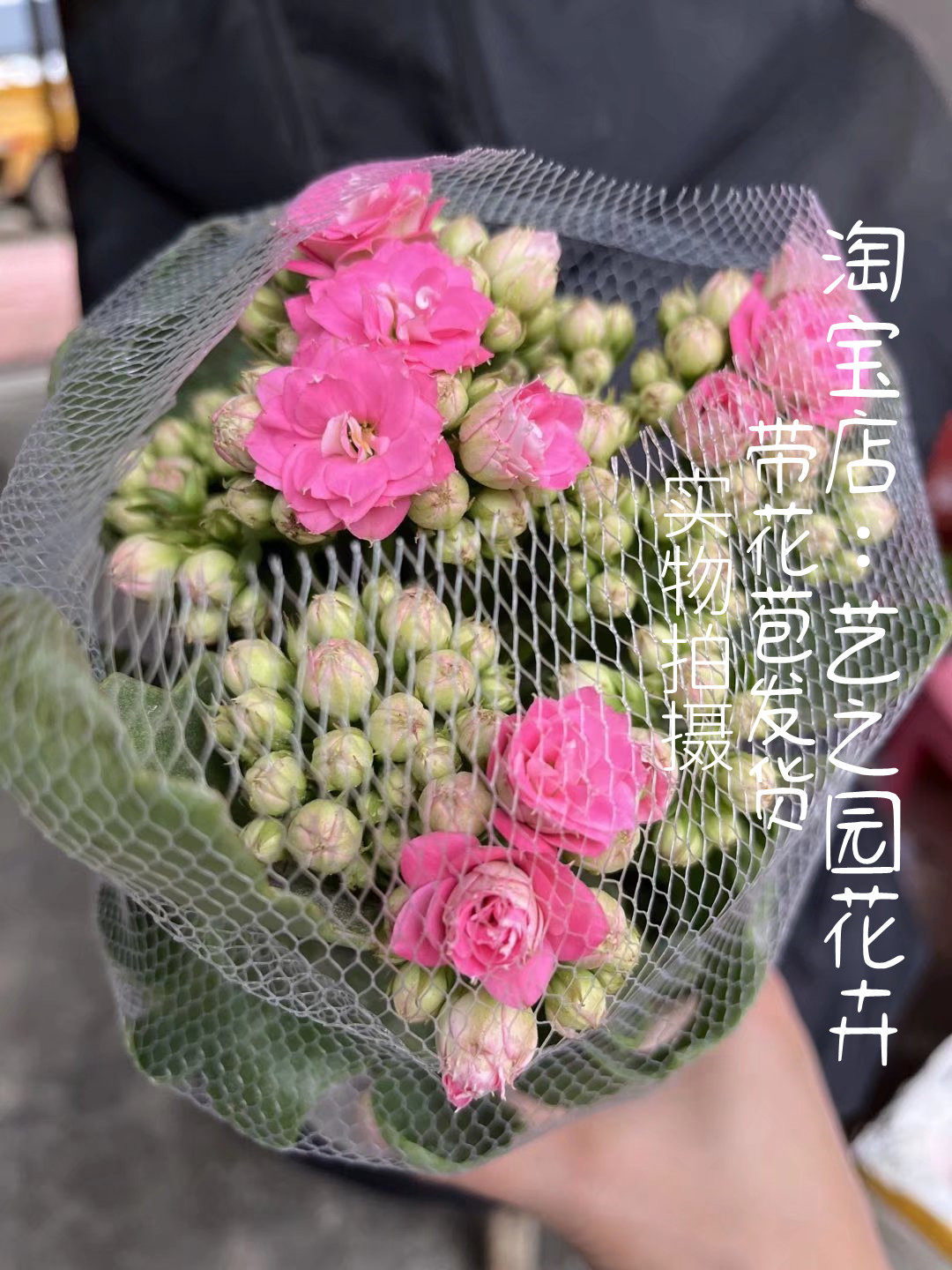 独角兽长寿花盆栽 新品大花朵重瓣 三鱼一兽 稀有名贵切花品种