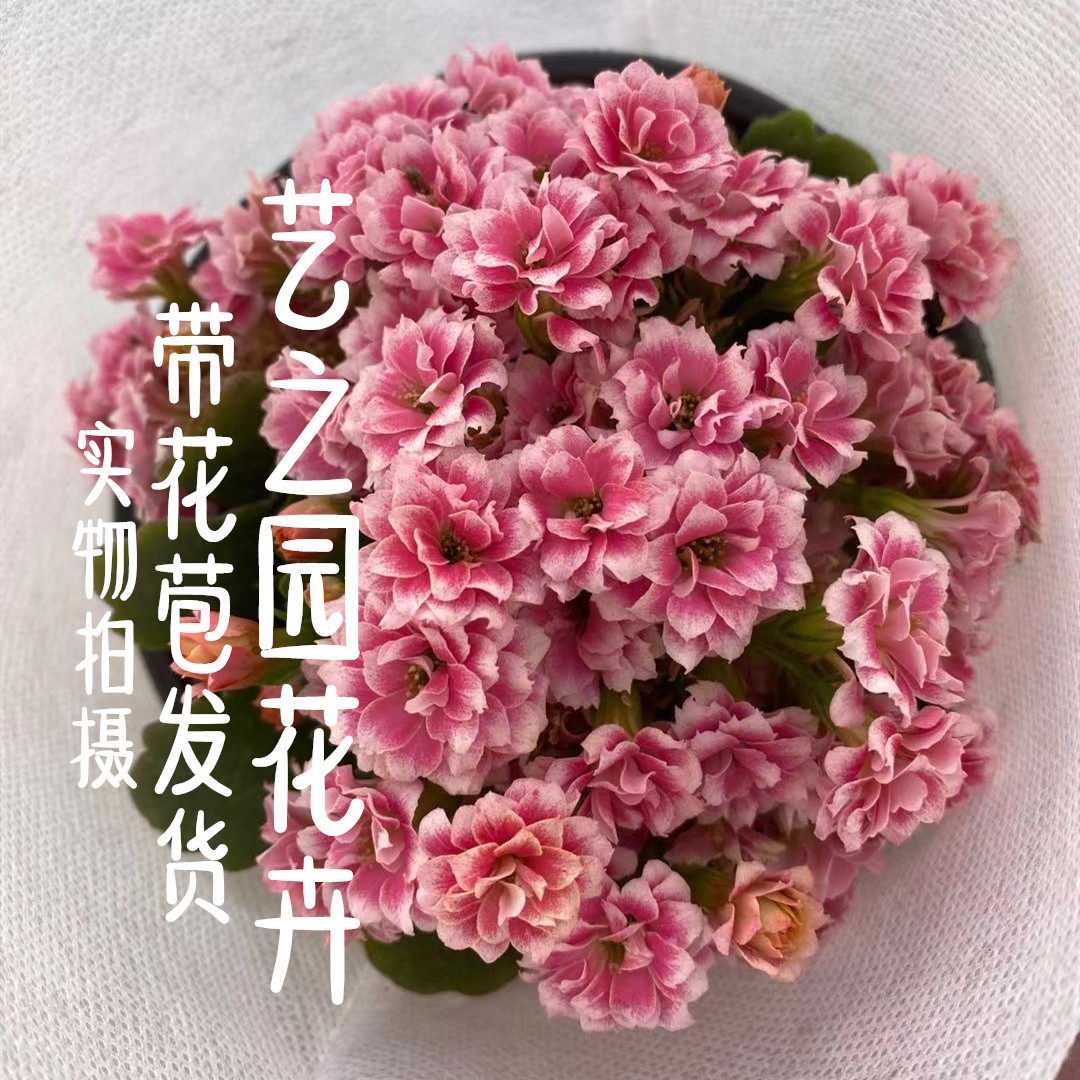 安娜公主长寿花盆栽带花苞重瓣大花稀有品种复色双色变色四季阳台