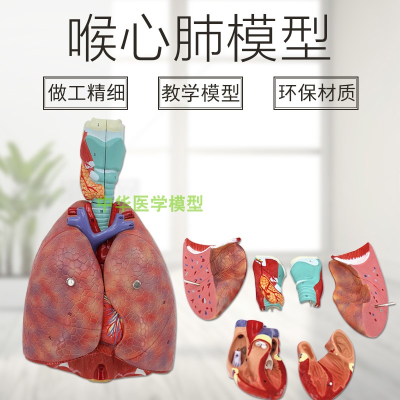 医学人体喉心肺解剖模型 呼吸系统模型 心脏 肺 耳鼻喉胸外科 - 中华