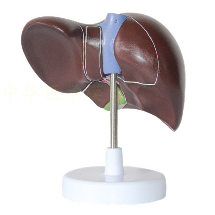 肝胰十二指肠模型 肝脏模型 胆囊模型 胰腺模型 消化系统模型