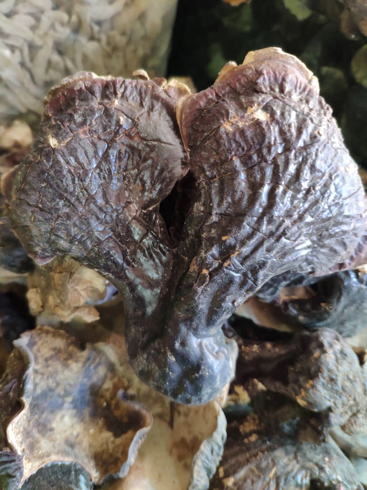 包邮250克袋装 西藏特产 林芝地区八一镇野生 高海拔灵芝 整朵