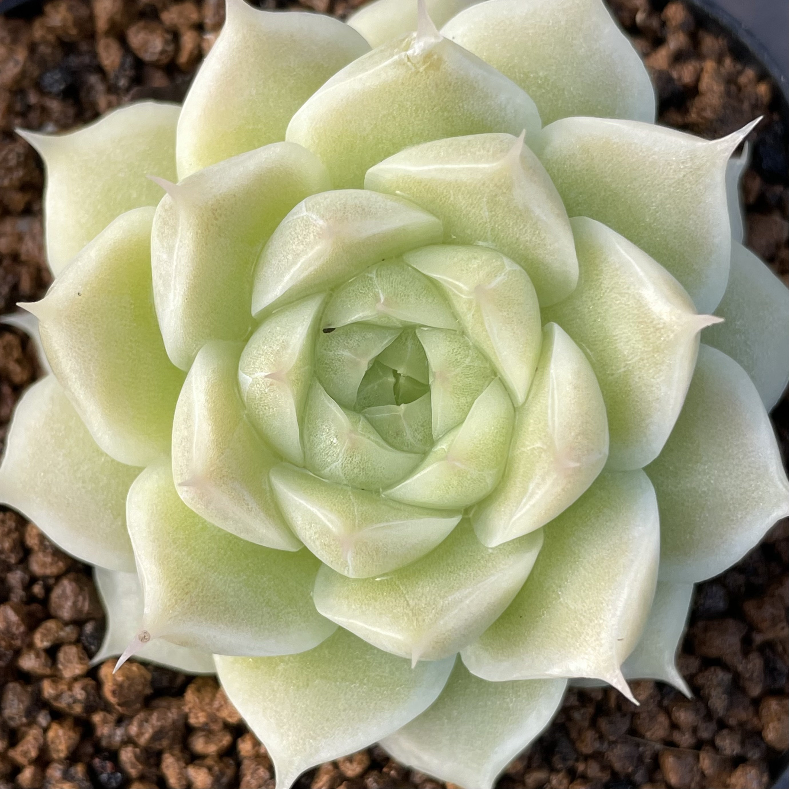 可捡慢悠花房精品多肉1003麦秆女王新品糖心多肉植物