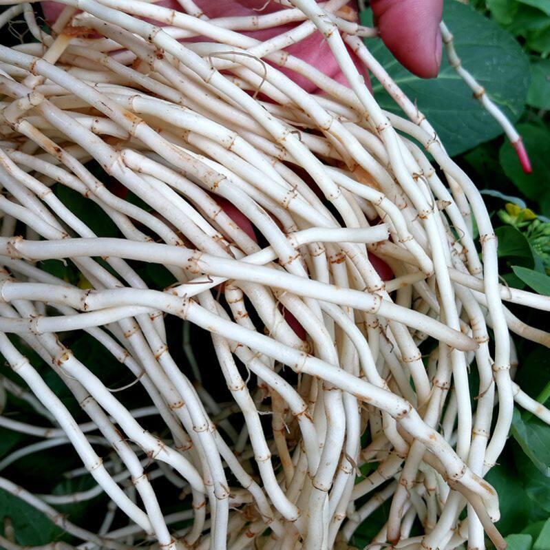 鱼腥草折耳根洗净凉拌即食嫩根4斤新鲜不带土现发四川贵州5