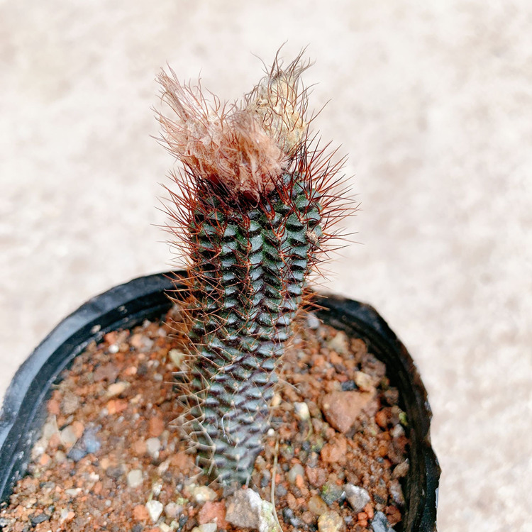 泰国蜈蚣丸_士童属实生蜈蚣丸仙人球室内防辐射仙人柱盆栽吸甲醛花卉