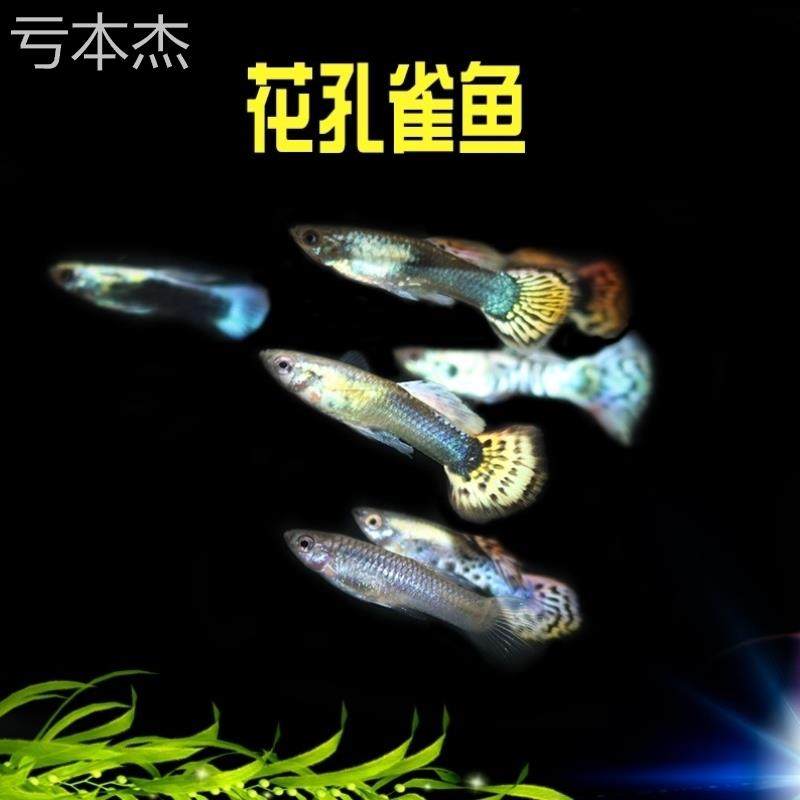 豹点孔雀鱼 豹纹孔雀鱼 孔雀鱼 热带鱼 观赏鱼 配对装 高档