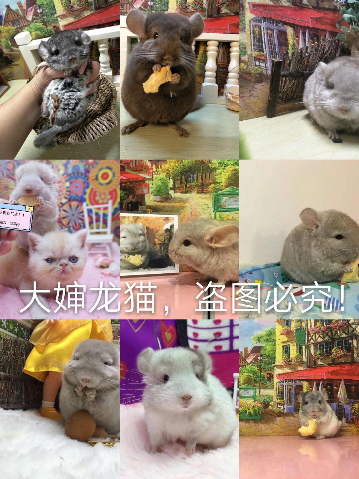 【大嬸龍貓】自家繁殖長毛龍貓幼崽寶寶活物活體紫灰銀斑視頻挑選在類目 玩具/童車/益智/積木/模型, 毛絨布藝類玩具中 - 來自Buy2taobao.com提供專業的淘寶代購服務