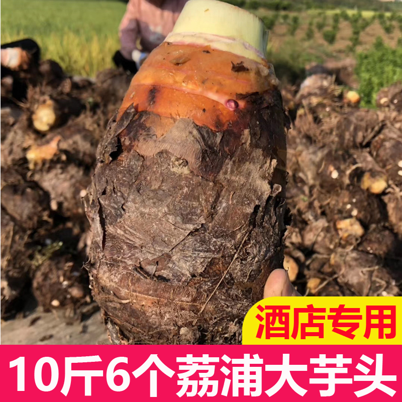 正宗荔浦芋头免邮槟榔芋头新鲜大芋头广西特产农家香芋粉芋头10斤在类目 水产肉类/新鲜蔬果/熟食, 新鲜蔬菜/蔬菜制品, 新鲜蔬菜, 芋头中 - 来自Buy2taobao.com提供专业的淘宝代购服务