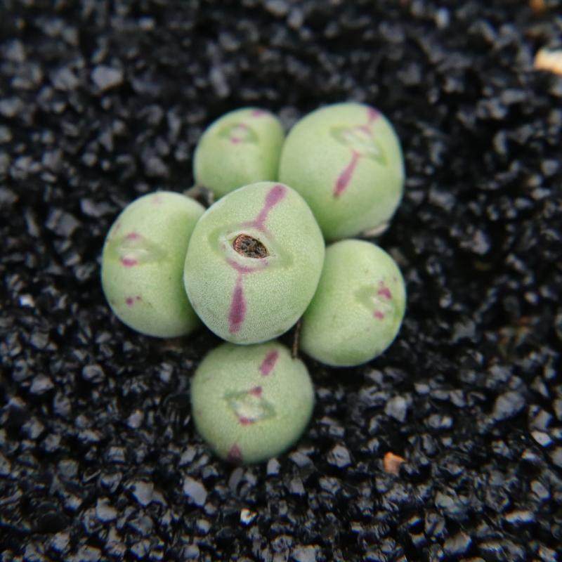肉锥口笛口迪群生一物一拍 生石花石生花多肉植物盆栽肉 考拉农场