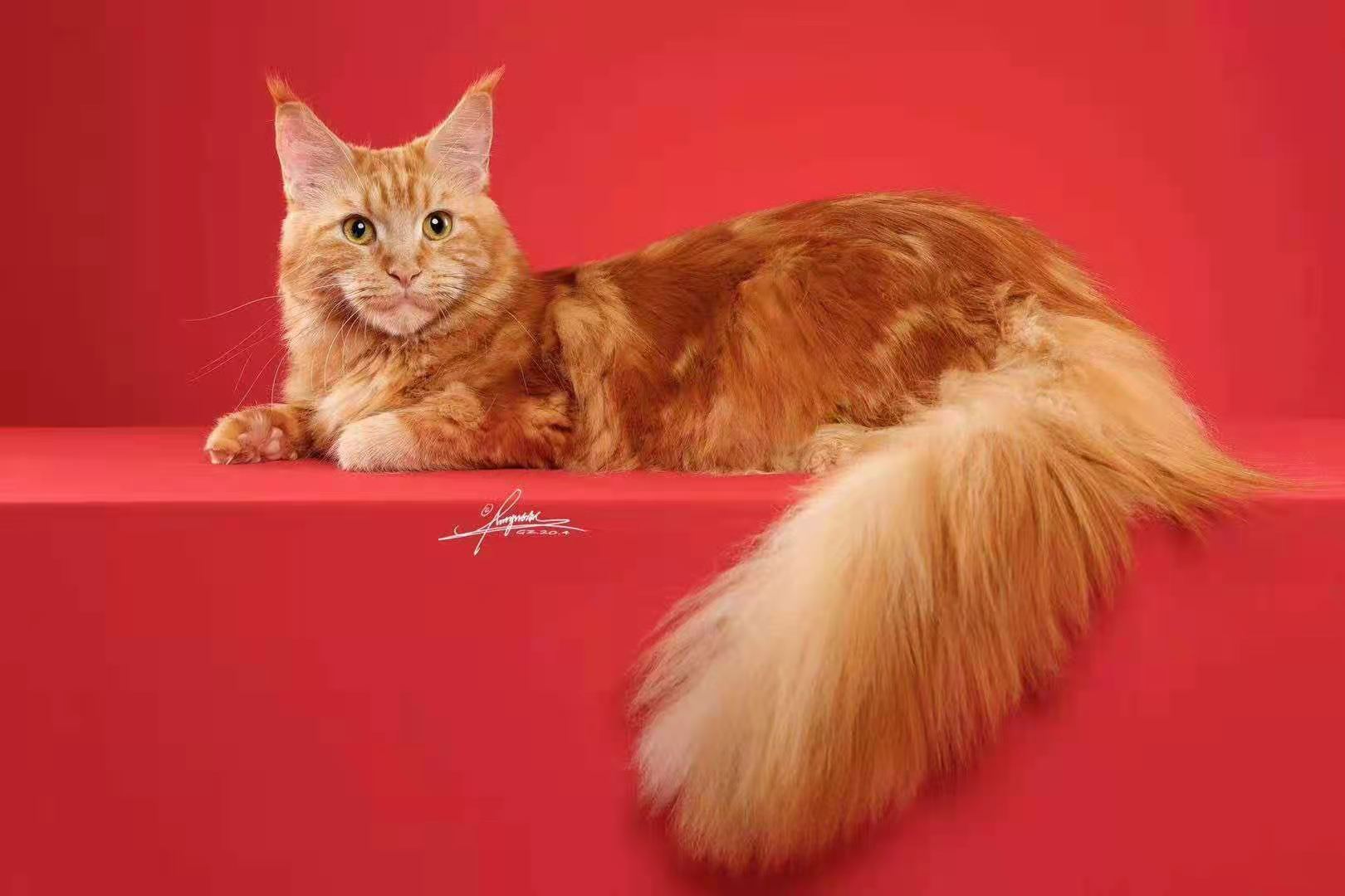 宠物猫活体 幼猫 纯种 巨型_缅因猫幼猫银虎红虎粽虎长毛活体赛级血统