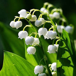 德国进口铃兰花苗根茎种球四季室内阳台室外盆栽植物花卉花苗种子