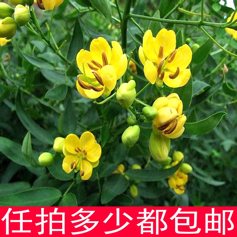 防蛇奇花草蛇草蛇灭门种子护坡固土灌木黄花决明子望江南