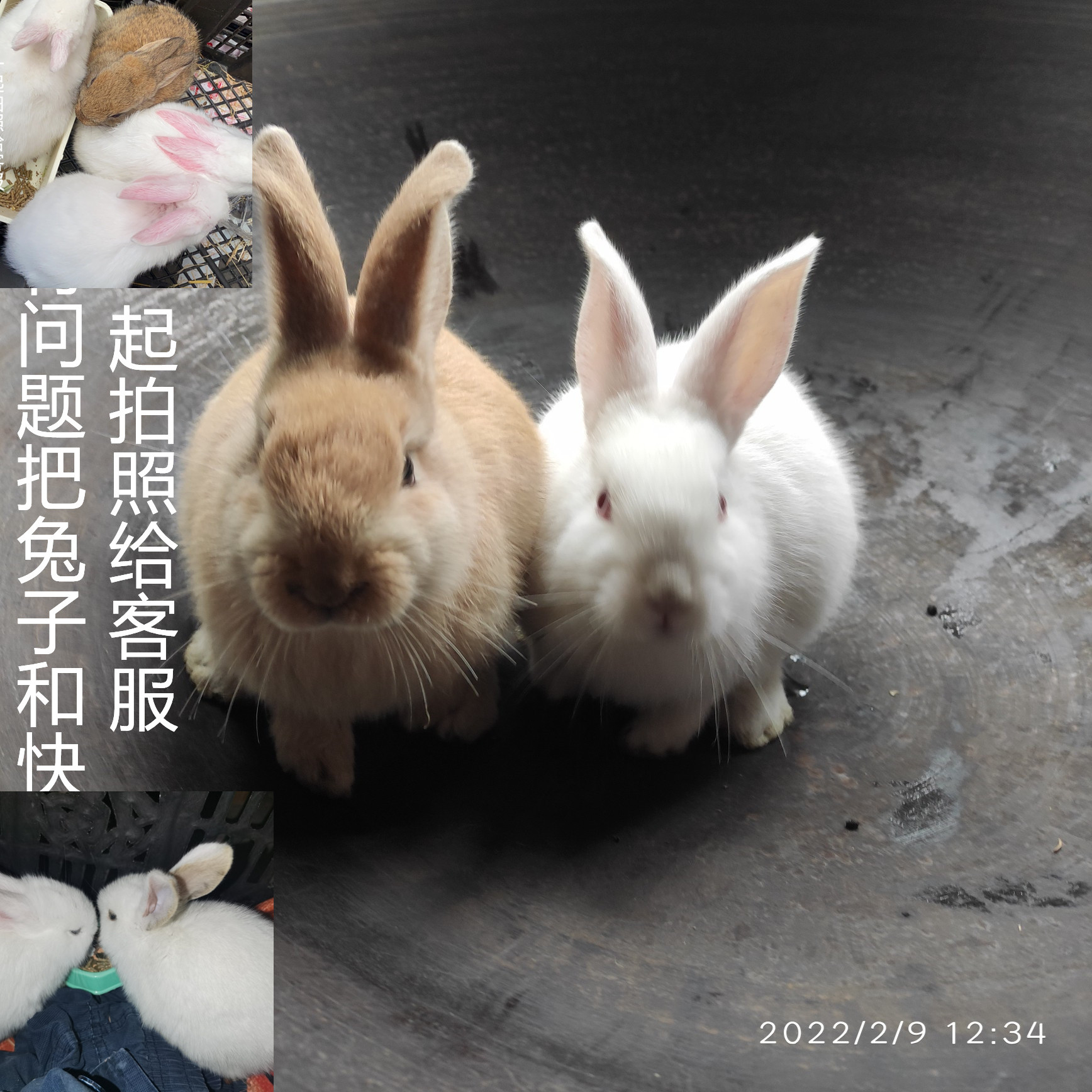 活兔子活物一对公母垂耳宠物兔侏儒兔茶杯兔家养公主兔活体苗小型