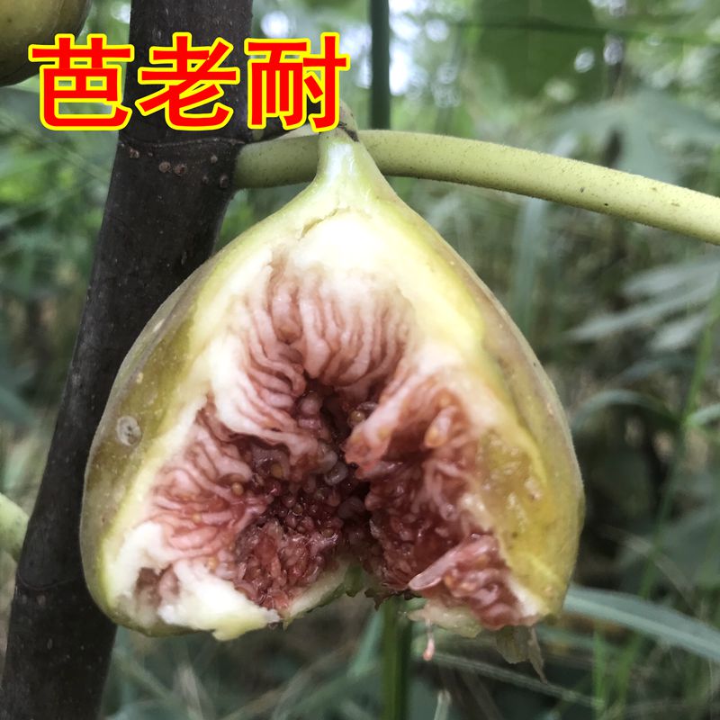 芭老耐无花果树苗庭院阳台盆栽绿植占地南北方种植当年结果新品种在类目 鲜花速递/花卉仿真/绿植园艺, 花园植物/行道树/果树, 果树中 - 来自Buy2taobao.com提供专业的淘宝代购服务