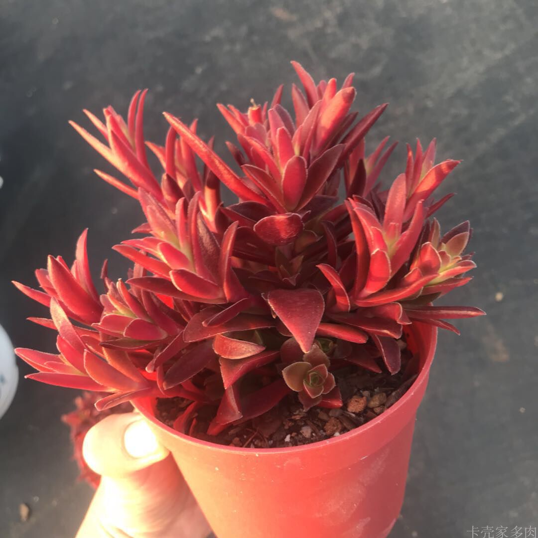 赤鬼城多肉多头小桩 云南控养 萌肉拼盘利器防辐射卡壳大棚直发