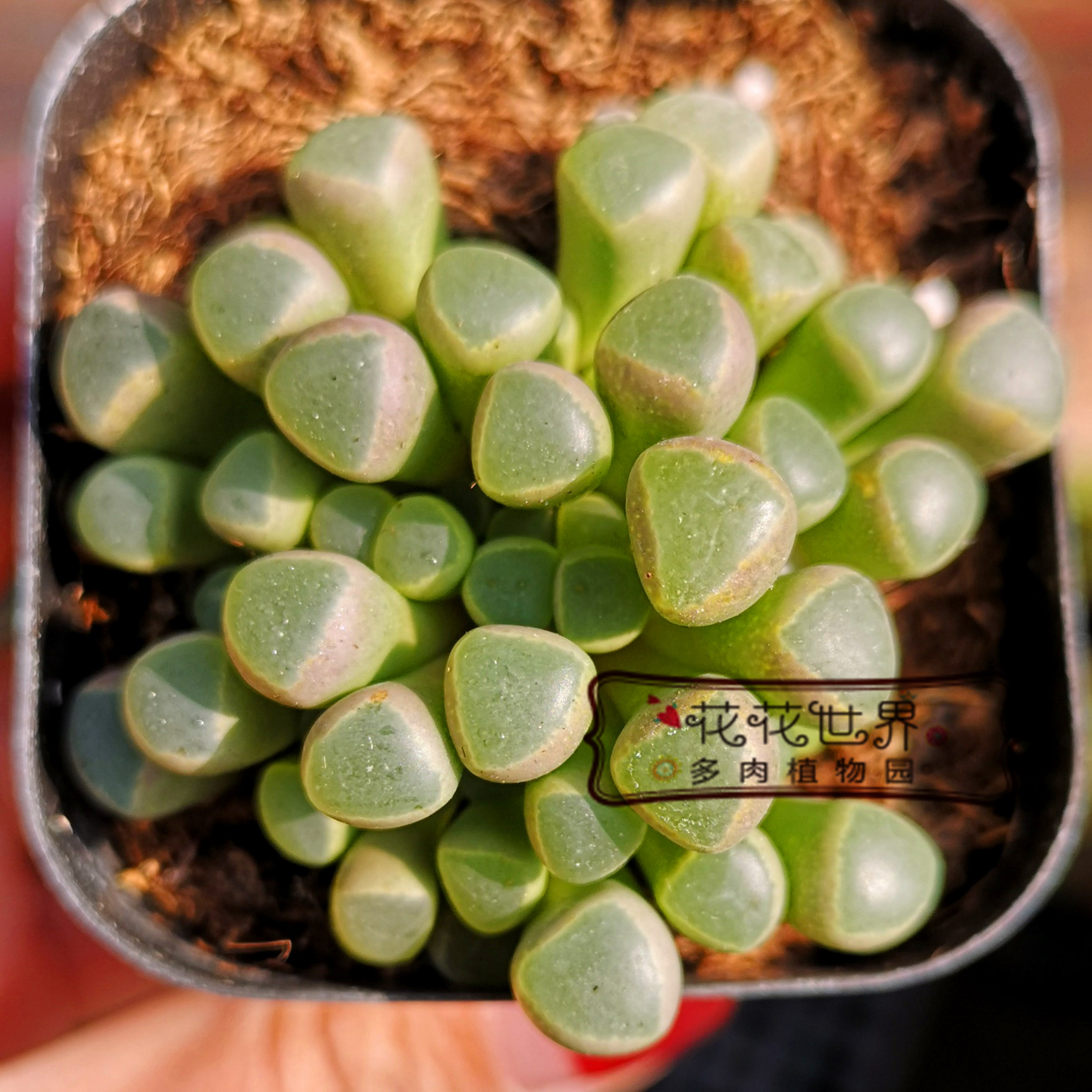 花花世界多肉 五十铃玉群生多头番杏科新手养肉窗台盆栽绿植拼盘