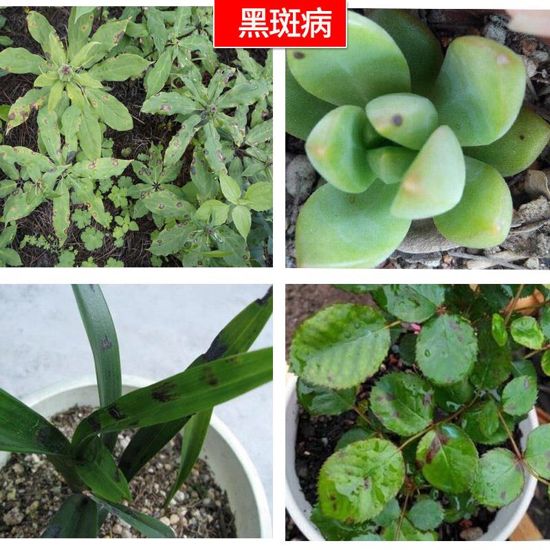 多菌灵花药花病害多肉花卉植物叶斑病多菌菌灵杀菌剂根腐病杀菌剂