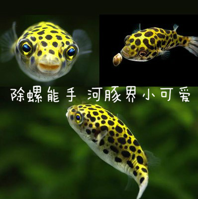 河豚淡水潜水艇鱼生气鱼巧克力娃娃小型热带鱼蜗虫克星吃螺鱼包邮在类目 宠物/宠物食品及用品, 水族世界, 鱼中 - 来自Buy2taobao.com提供专业的淘宝代购服务