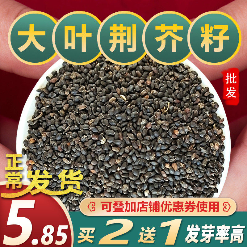 荆芥种子散装大叶荆芥菜种籽四季小青菜种籽农家田园盆栽蔬菜种子