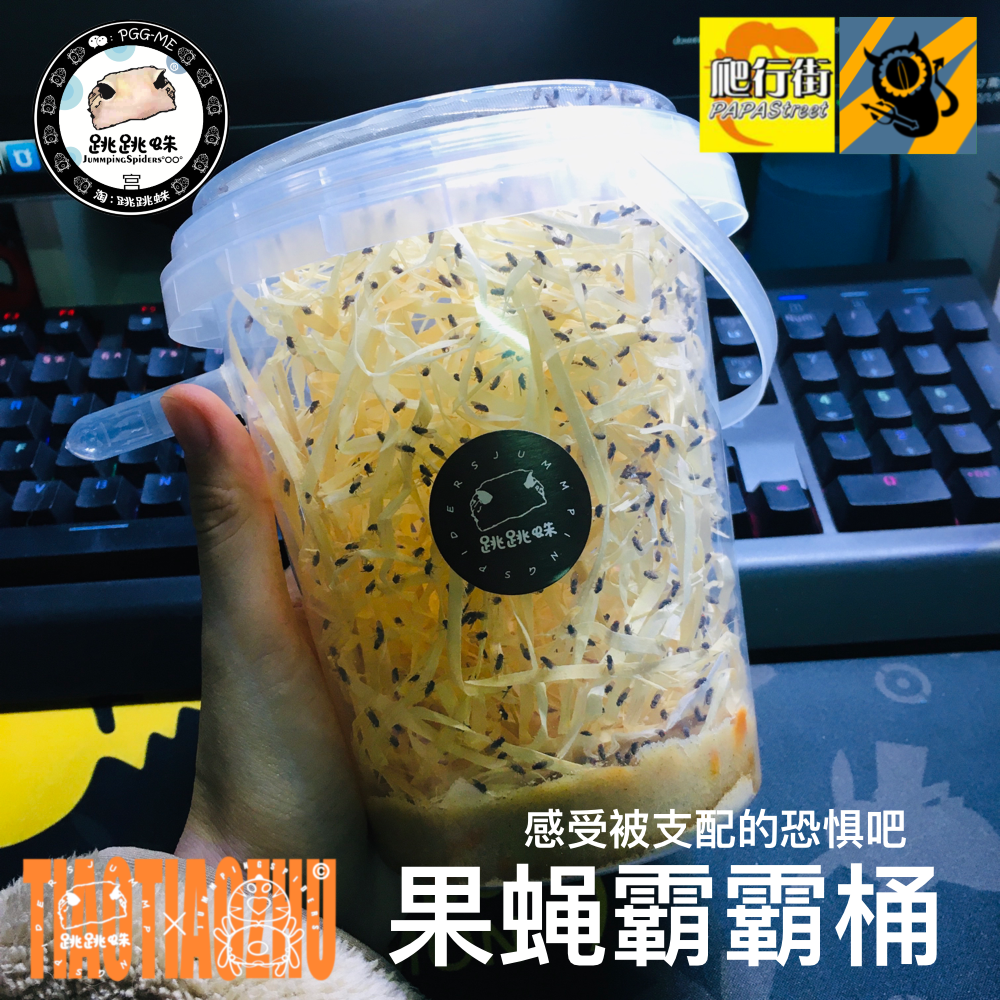 跳跳蛛食物不会飞残翅大杯果蝇杯