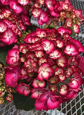 梅尔蒂之恋 绣球锯齿边球形大花单瓣红色庭院阳台盆栽花苗