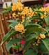 多季开花天香台阁树苗四季金桂丹桂八月桂花苗纯种原生桂花苗