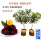 新品种特大果改良高甜度东魁杨梅树苗嫁接苗甜黑炭杨梅果苗大苗