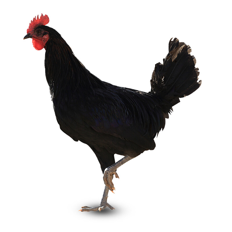 野生放养尼西鸡土鸡整只装香格里拉特产800g母鸡