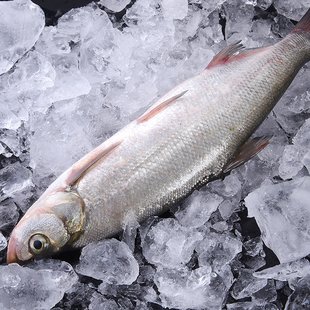 3斤1条 新鲜水产美食活杀白水鱼 撅嘴鱼 太湖三白鱼